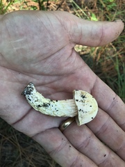 Austroboletus subflavidus