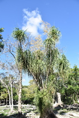 Beaucarnea