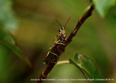 Agesander ruficornis