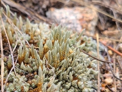 Selaginella densa