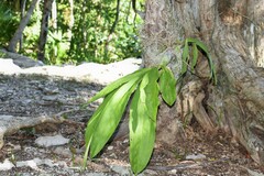 Catasetum integerrimum