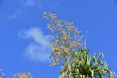 Beaucarnea