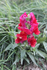 Antirrhinum