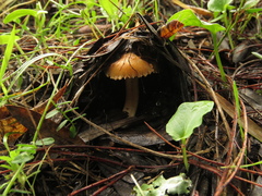 Mycena seynii