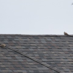 Zenaida macroura carolinensis