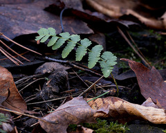 Dryopteris cristata