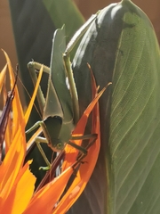 Stilpnochlora azteca