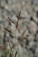 Poa variegata