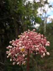 Begonia reniformis