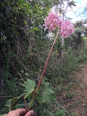 Begonia reniformis