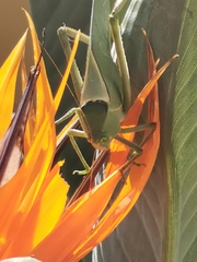 Stilpnochlora azteca