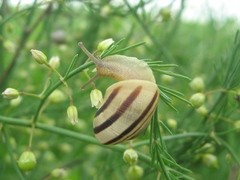 Caucasotachea vindobonensis