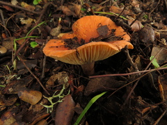 Lactifluus rugatus