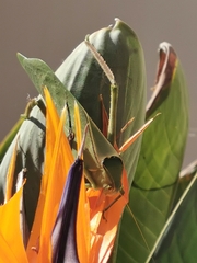 Stilpnochlora azteca