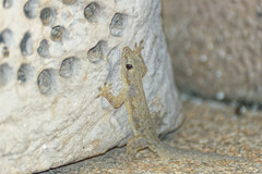 Hemidactylus platyurus