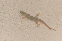 Hemidactylus platyurus