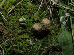Tulostoma brumale