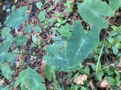 Colocasia