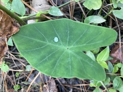 Colocasia