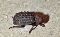 Trox