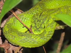 Bothriechis thalassinus