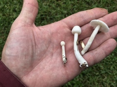 Zhuliangomyces subillinitus