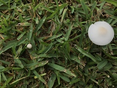 Zhuliangomyces subillinitus