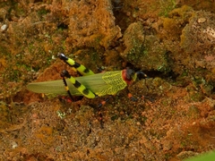 Zoniopoda tarsata
