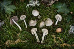 Candolleomyces candolleanus