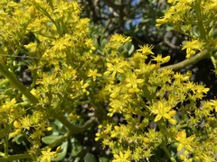 Sedum dendroideum