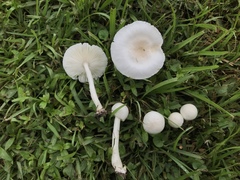 Zhuliangomyces