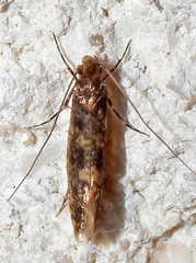 Myrmecozelinae