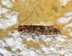 Myrmecozelinae