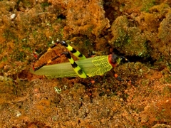 Zoniopoda tarsata