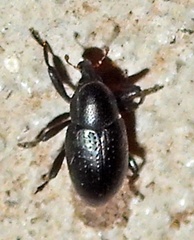 Tyloderma baridium