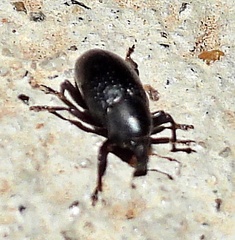 Tyloderma baridium