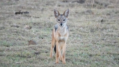 Lupulella mesomelas schmidti
