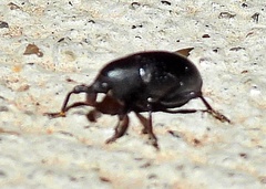 Tyloderma baridium