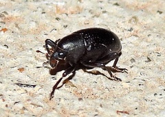 Tyloderma baridium