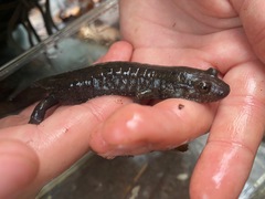 Desmognathus amphileucus