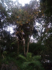 Styphnolobium japonicum