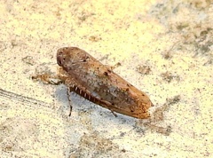 Paraphlepsius strobi