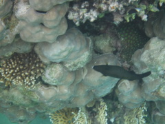 Amanses scopas