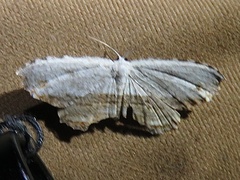 Schidax squamaria