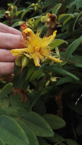 Millepertuis à grandes fleurs 2
