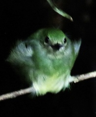 Lepidothrix coronata