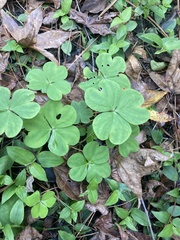 Oxalis grandis