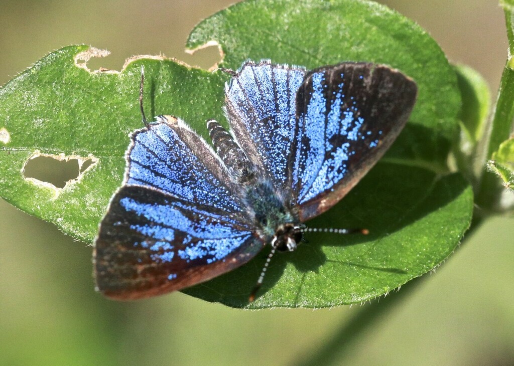 Paradeudorix cobaltina
