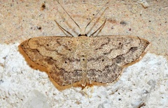 Scopula umbilicata