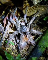 Theraphosinae